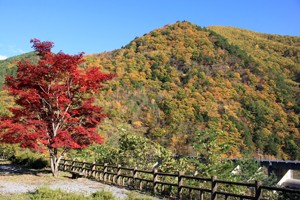 横川峡の紅葉171031