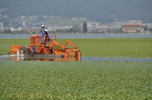 ヒシ除去