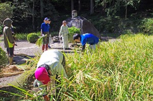 万治の稲刈り