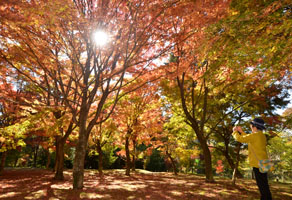 191106出早公園紅葉盛り