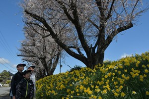 HP赤沼桜と水仙②200414