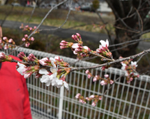 *210329横河川桜最速で開花③