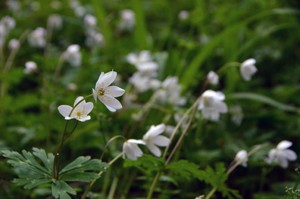 ネット用出早公園春の花ニリンソウ