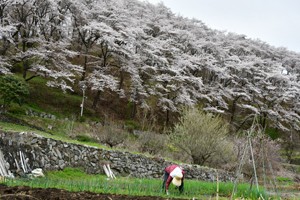 HP西山公園桜②210405