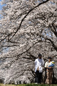 ＨＰ220412横河川桜