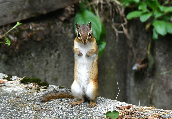 「あ、リス!」 信州・市民新聞グループ